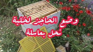 وضع الحاجز الملكي لخلية نحل بعاسلة 2026/05/04
