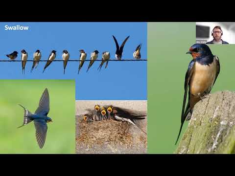What birds can you spot in Devon? - Devon Local Nature Partnership webinar
