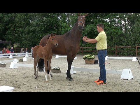 "Vamonos", HF 2022 von Valdiviani