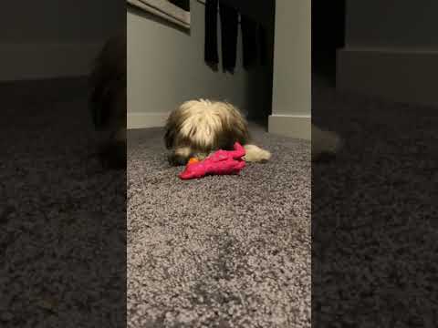 MALTIPOO - Hershey Louise listened to the song