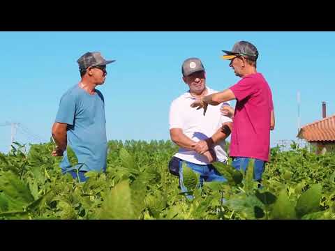 Coagru Informativo - Dia de Campo Descentralizado Campina