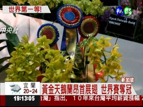 台灣蘭花王! 黃金天鵝蘭冠全球