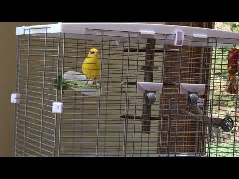 Fife Canary Singing