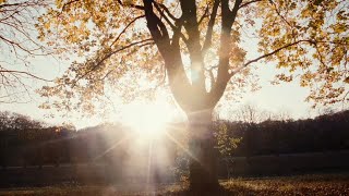 Blank &amp; Jones x Marc George - "Sanctum V (Credo)" (Official Video)