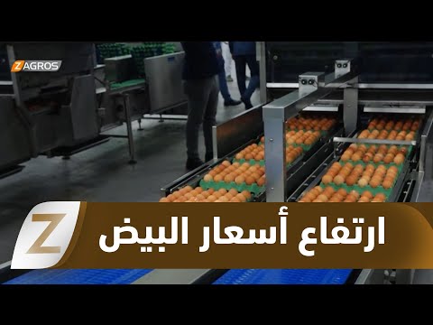 فيديو | #كربلاء.. ارتفاع غير مسبوق بأسعار البيض في الأسواق رغم إعلان الاكتفاء الذاتي