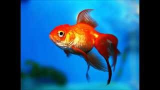 LUC FRINDA Le petit poisson rouge