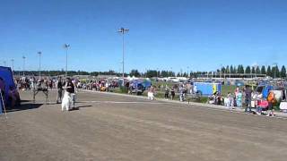 Mauno ja Yaki näyttelyssä