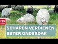 Parkeerplaats moet wijken voor schaapskooi | RTV Drenthe