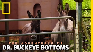 The Off-Roading Vet | The Adventures of Dr. Buckeye Bottoms
