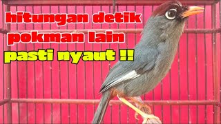 Download lagu poksay Mandarin gacor cocok untuk pancingan jadikan poksaymu rajin bunyi dan gacor mp3