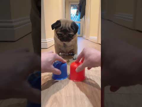 Smart Dog! 😮 #pugdog #pugs #dogshorts