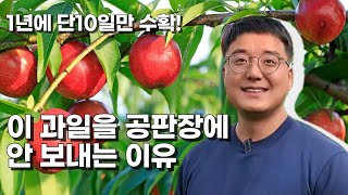 이 과일을 공판장에 팔면 안되는 이유