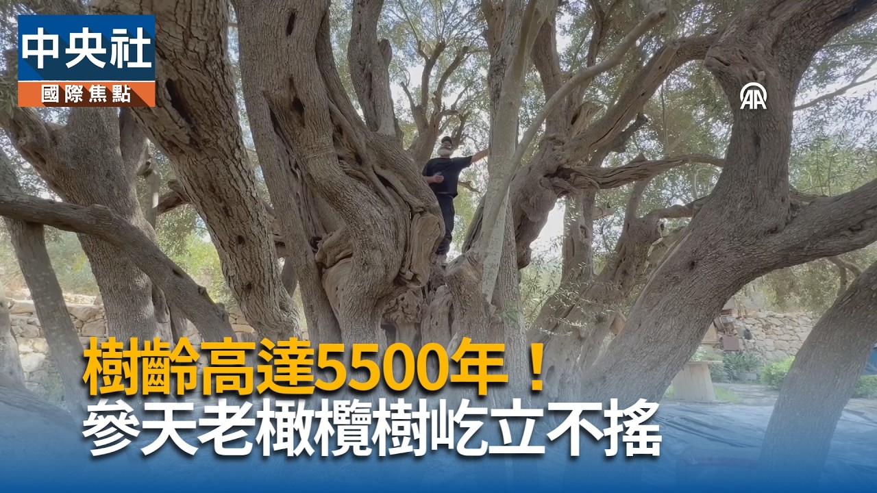 樹齡高達5500年!  參天老橄欖樹屹立不搖