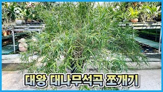 10년묵은 대나무석곡 15개로 쪼개는 영상!! 보기힘든 석곡 번식 분주 장면!!