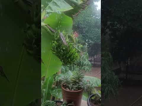 chuva saloá Pernambuco Brasil