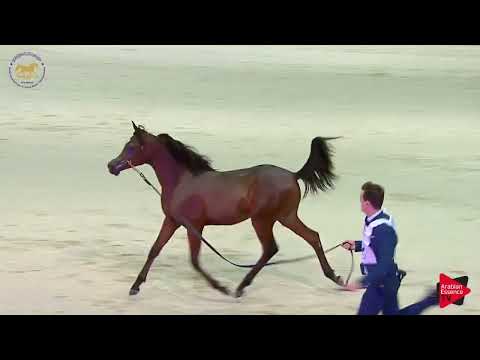 N.127 KANZ LNJ - DIAHC 2019 - Yearling Colts section A (Class 9A)