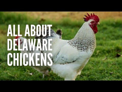 , title : 'Delaware Chickens – Breed Profile, Facts and Care'