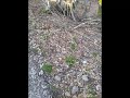 Mountains of Pomeroy (Reynardine) - Rosie Stewart