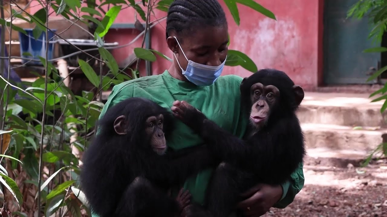 Deforestation displaces chimps