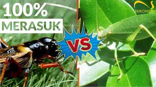 Download lagu MASTERAN AMPUH!!! : Jangkrik VS Walang Kecek mp3