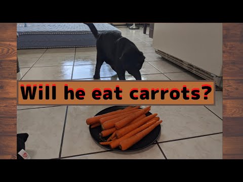 Is it ok to feed cats carrots?