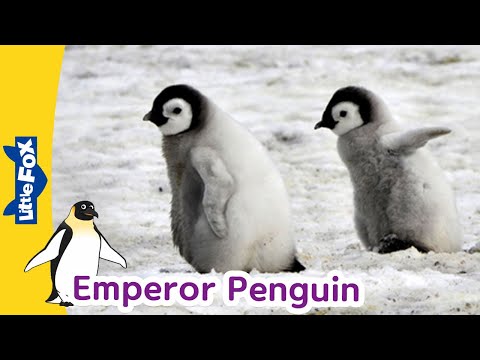 Meet the Animals | Emperor Penguin | Birds | Stories for Kindergarten