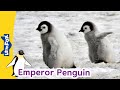 Meet The Animals Emperor Penguin Birds Stories For Kindergarten