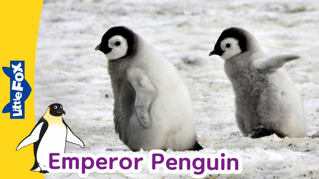 Meet the Animals | Emperor Penguin | Birds | Stories for Kindergarten