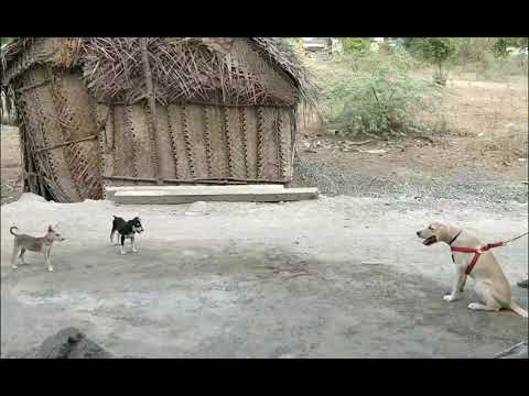 Anbu meeting street puppies (yaar intha kutties🤔)