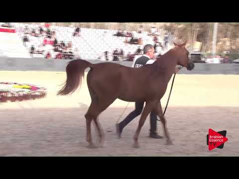 N.119 RESALAT AL KHALEDIAH - Asharqia Classic 2018