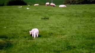 Lambs Dancing & Playing in Oakham Field Rutland England