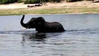 preview picture of video 'Elephants Crossing Chobe River, Botswana'