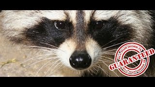 preview picture of video 'Raccoon Removal NJ - NJPest.org - Pest Control New Jersey - Call (973) 388-9126'