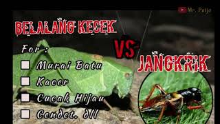 Download lagu Suara Masteran Belalang Kecek vs Jangkrik Untuk Murai Batu dan Kacer mp3