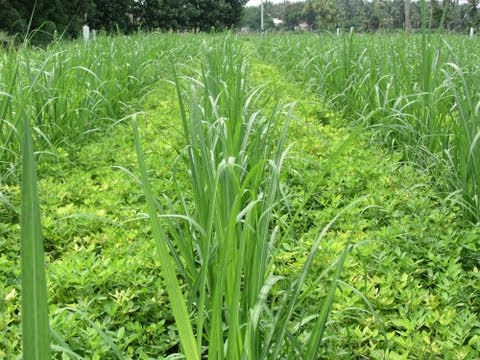 Groundnut with sugarcane by Rain gun Irrigation