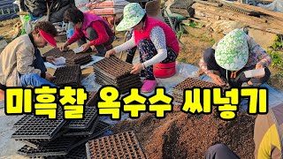 미흑찰 옥수수 씨넣기 후작으로 배추 심을밭 미백2호 파종 [옥수수재배방법]