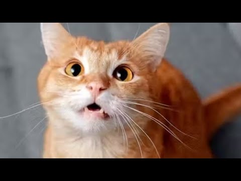 The adventures of Larry the Clumsy Cat !! #funny #funnyvideo #comedy #cute #cat #cartoon #catlover