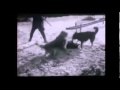 Qeni I Sharit Vs Ujku Gurgurnic Të Tetovës Shar Dog Vs Wolf Gurgurnica Tetovë