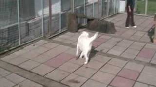 Some sad situations occur which mean dogs end up in rescue