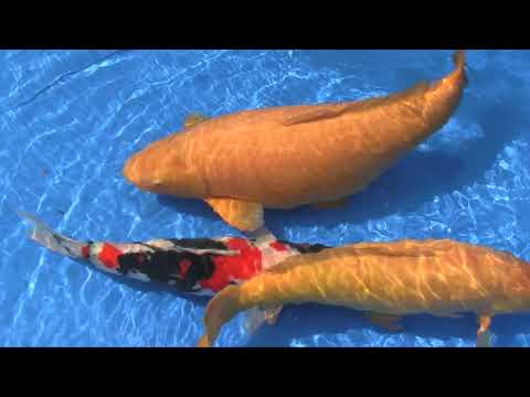 Grand Champion B Holland Koi Show 2017 Arcen