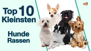 Top 10 kleinste Hunderassen | Rangliste sortiert nach Höhe, Gewicht, Erscheinungsbild