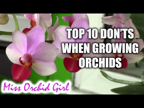 , title : 'Top 10 DON'Ts when Growing Orchids - tips for orchid beginners'