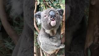 Download lagu Inilah Suara Koala! | Cute Animal Tiktok mp3