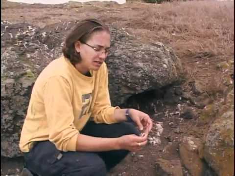 Restoring Balance:  Removing the Black Rat from Anacapa Island (Part 1)
