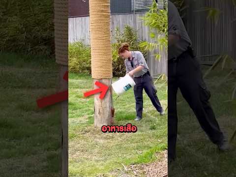 นี่คือเหตุผลว่าทำไมไม่ควรปีนต้นไม้หนีเสือ!! #shorts #viral