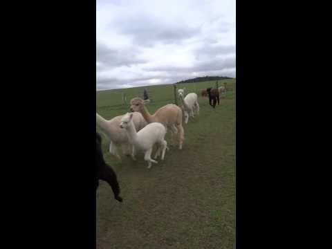 Alpaka das Herdentier