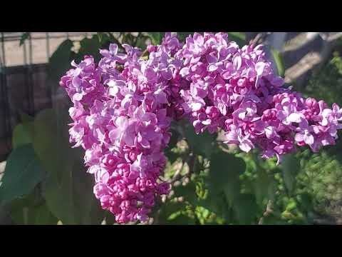 Flieder vermehren durch Stecklinge