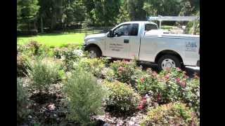 Are Love Bugs Attracted To Car Exhaust?