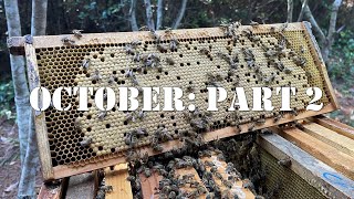 October Part 2 | #colesfarmnc #jacksonvillenc #beekeeping