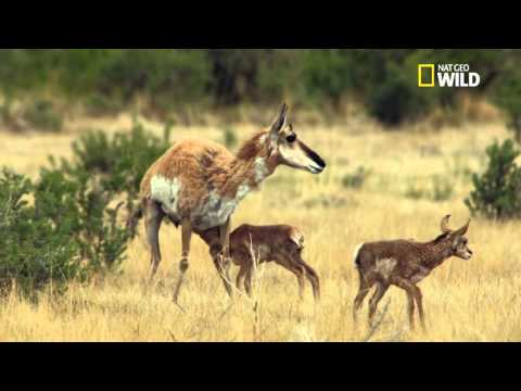 L'antilope la plus rapide de l'Ouest